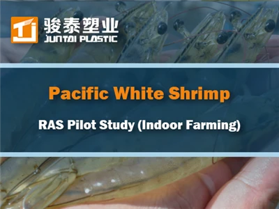 Pacific White Shrimp (Litopenaeus Vannamei) Pilotní studie RAS: Úspěšné vnitř...
